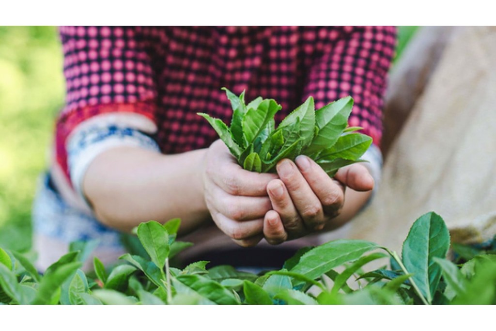 Çayın Tarihçesi ve Sağlığa Faydaları Çayın Tarihçesi ve Sağlığa Faydaları